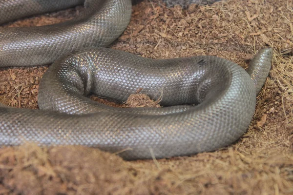 Snakes at bend wildlife preserve — Stock Photo, Image