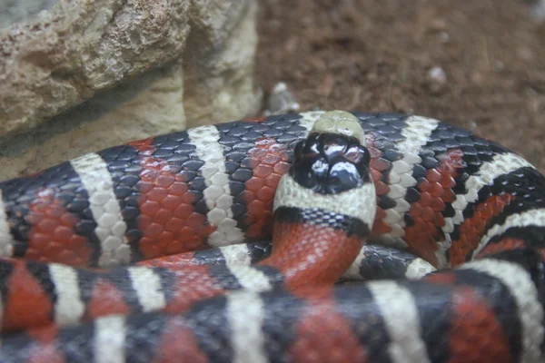 Serpientes en reserva de vida silvestre curva — Foto de Stock