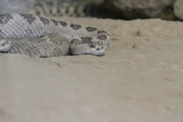 Snake at bend wildlife preserve — Stock Photo, Image