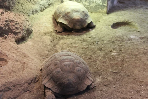 Turtles at bend wildlife preserve — Stock Photo, Image