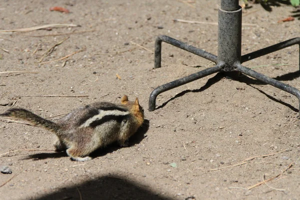 Gänget på böjen wildlife preserve — Stockfoto