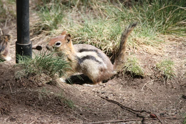 Esquilos em curvar a preservação da vida selvagem — Fotografia de Stock