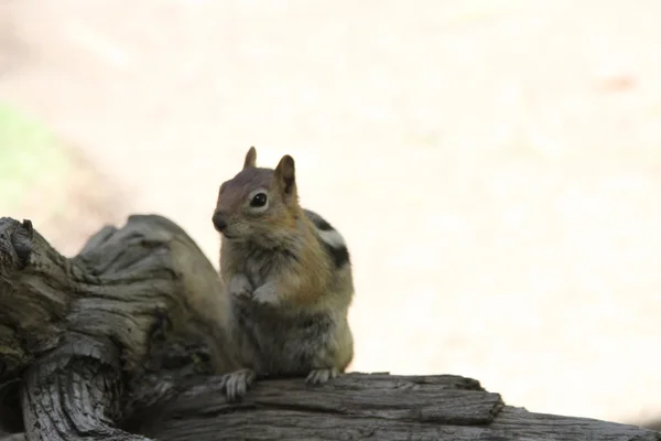 Chipmunks at bend wildlife preserve — Stock Photo, Image