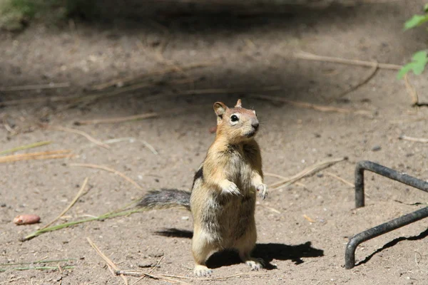 벤드 야생 동물 보존에 다람쥐 — 스톡 사진