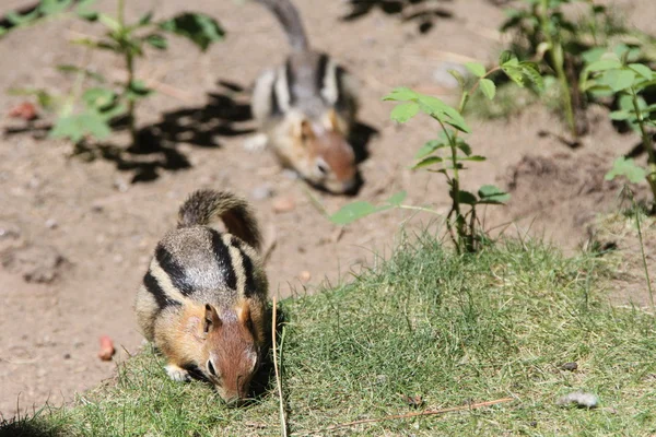 벤드 야생 동물 보존에 다람쥐 — 스톡 사진