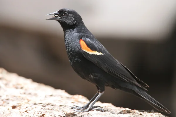Kırmızı kanatlı siyah kuş — Stok fotoğraf