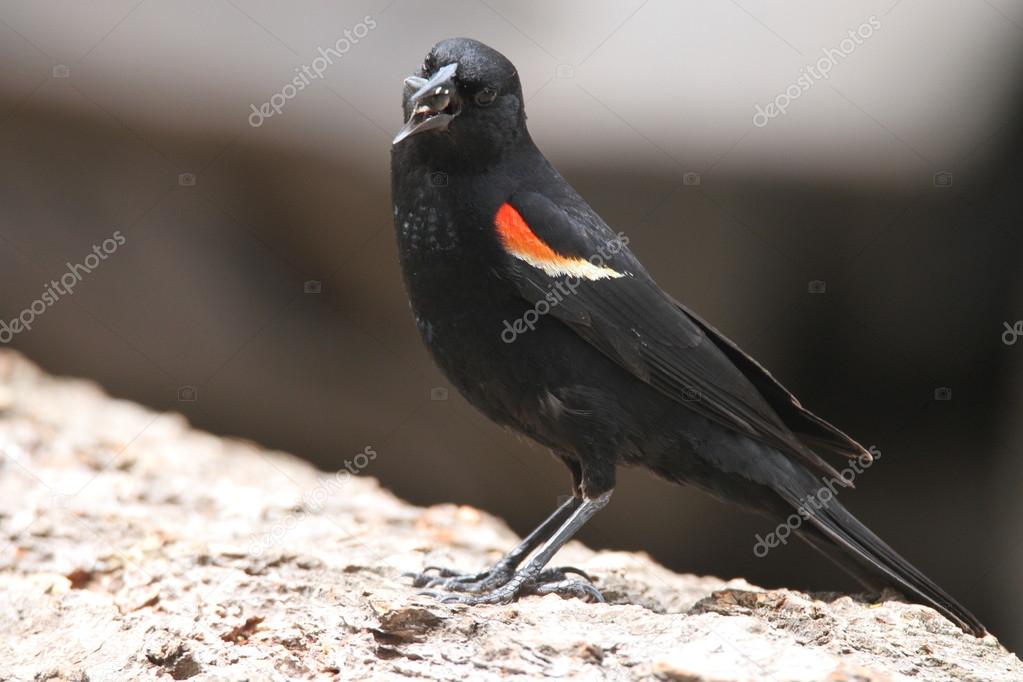 Oiseau Noir Ailé Rouge Photographie Aruns913 114525478