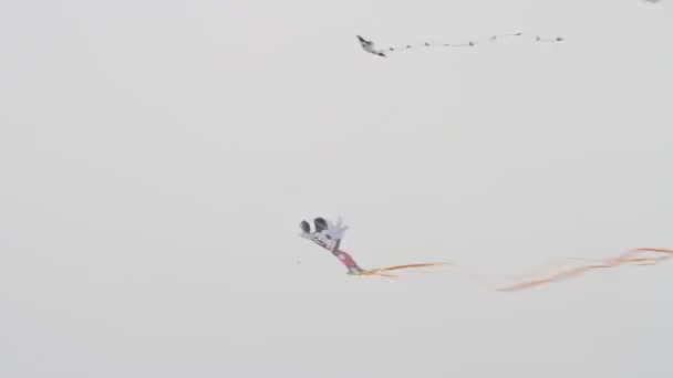 カリフォルニア州凧祭り — ストック動画