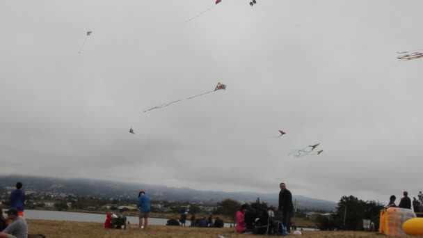 Kite Festival California — Stock Video