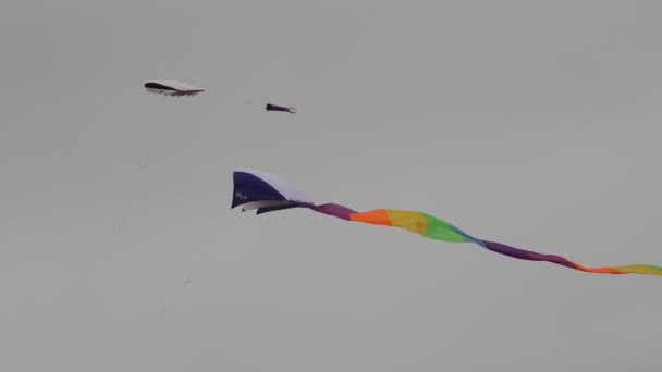 风筝节加州 — 图库视频影像