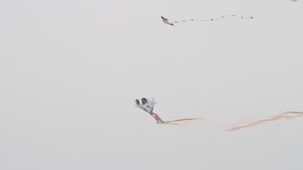 Kite Festival California — Stockvideo