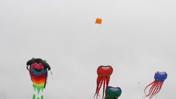 Kite Festival California — Stockvideo