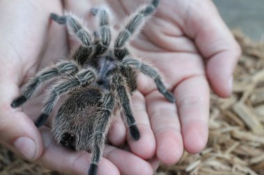 Tarantula vahşi