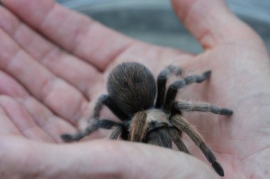 Tarantula vahşi