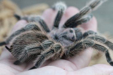 Tarantula vahşi