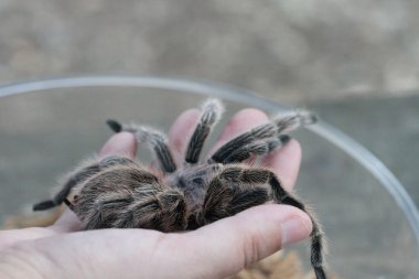 Tarantula vahşi