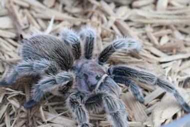 Tarantula vahşi