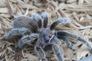 Tarantula vahşi