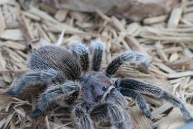 Tarantula vahşi