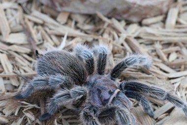 Tarantula vahşi