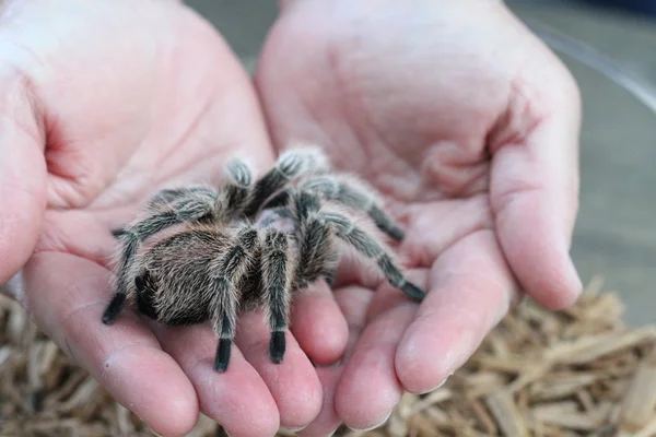 Tarántula en la naturaleza — Foto de Stock