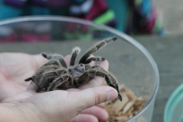 Tarántula en la naturaleza — Foto de Stock