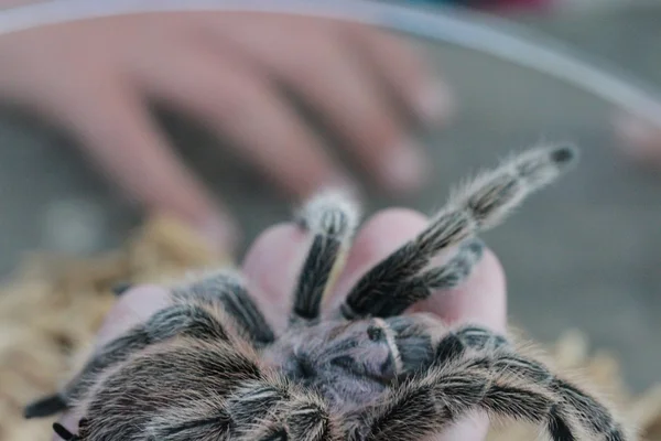 Tarántula en la naturaleza — Foto de Stock