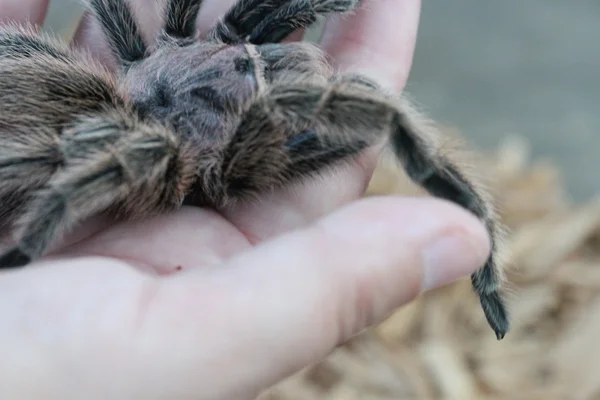 Tarántula en la naturaleza — Foto de Stock