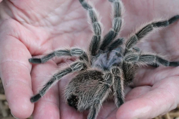 Tarántula en la naturaleza — Foto de Stock