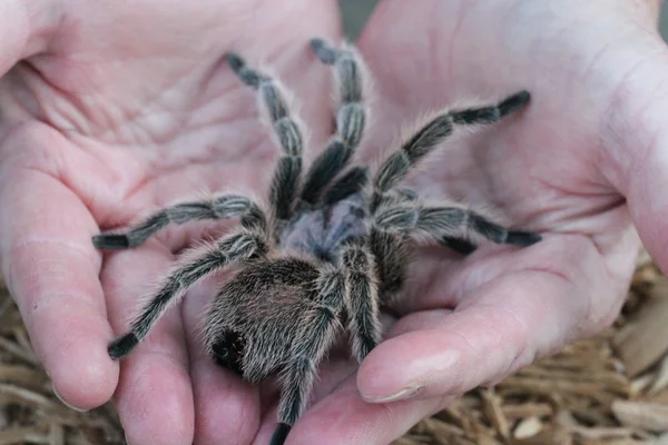 Tarantula vahşi