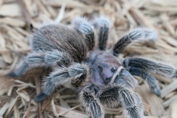 Tarántula en la naturaleza — Foto de Stock