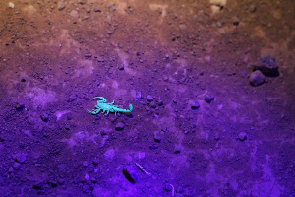 Skorpione in der Nacht — Stockfoto