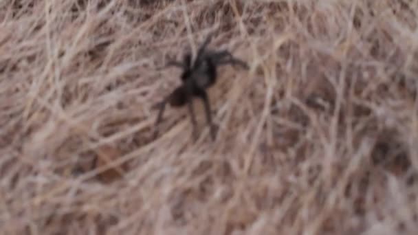 Vahşi zehirli örümcekler — Stok video