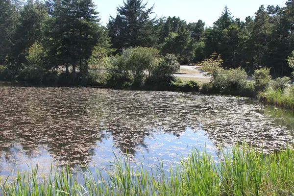 Wybrzeża Oregon — Zdjęcie stockowe