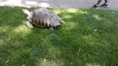 Parktaki kaplumbağa.