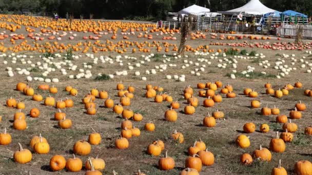 2020 Half Moon Bay California Pumpkin Festival — Stock video