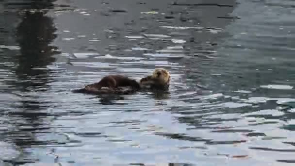 Otter Het Water — Stockvideo