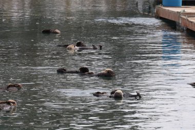 Morro Bay California 'da okyanusta su samurları