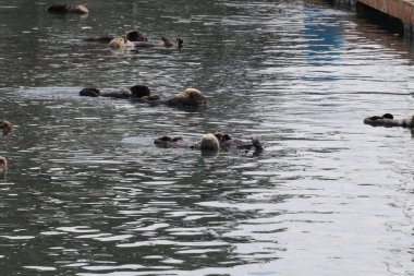 Morro Bay California 'da okyanusta su samurları