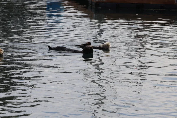 Otters Ocean Morro Bay California — Foto Stock