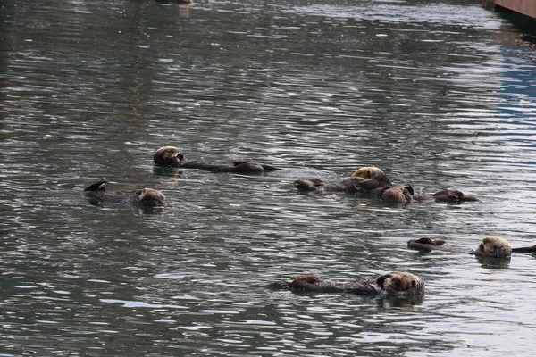 Выдры Океане Заливе Морро Калифорния — стоковое фото