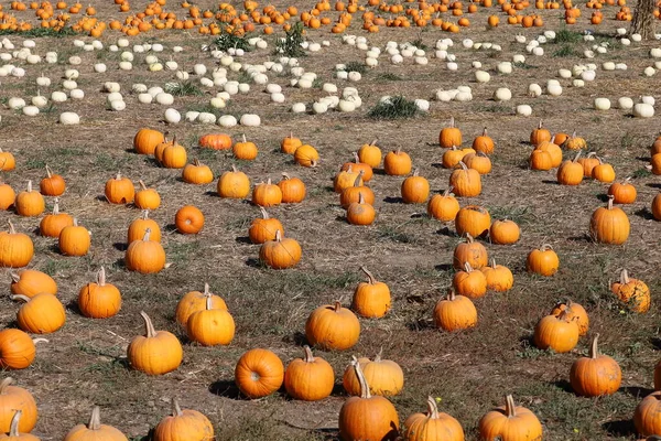 2021 Half Moon Bay California Pumpkin Festival Half Moon Bay — стокове фото