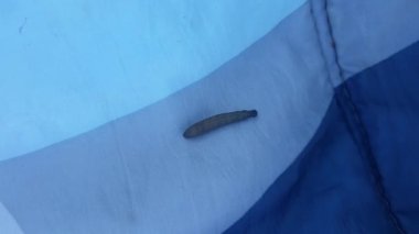 Çarşafta sürünen böcek.