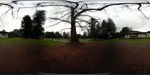 360 Vidéo Central Park Californie — Video