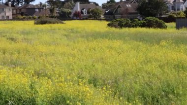 Yarım ay koyunda kır çiçekleri