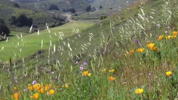 Wilde Bloemen Marin Headlands Californië — Stockvideo