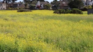 Yarım ay koyunda kır çiçekleri
