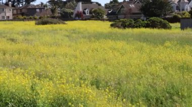 Yarım ay koyunda kır çiçekleri
