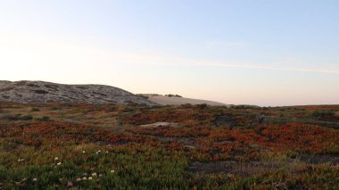 Kaliforniya 'daki Point Lobos Eyalet Parkı' nda kum ve çalılıklar.