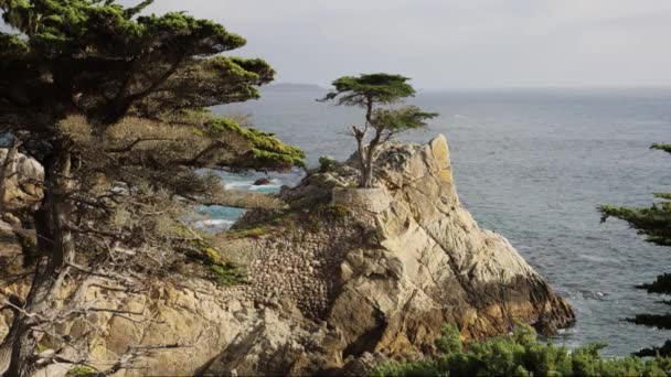 Eenzame Cipressenboom Monterey California — Stockvideo